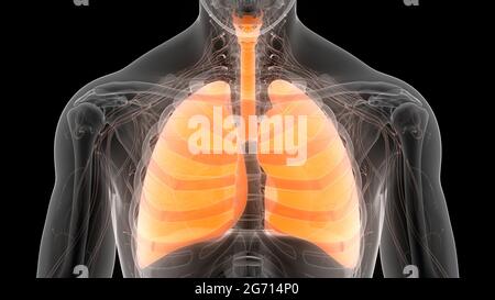 Human Respiratory System Lungs Anatomy Stock Photo