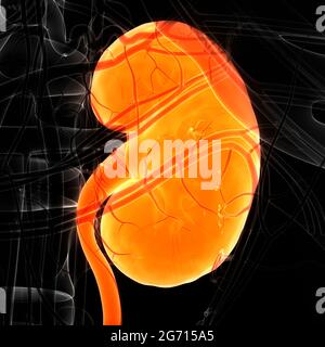 Human Urinary System Kidney Anatomy Stock Photo
