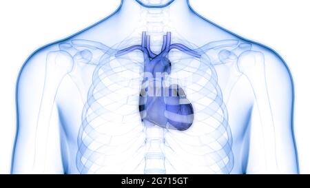 Human Circulatory System Heart Anatomy Stock Photo