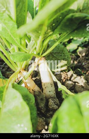 Daikon radish in agro field and growing day by day Stock Photo