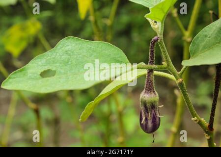 Aubergine vegetable on plant, brinjal stock image Stock Photo