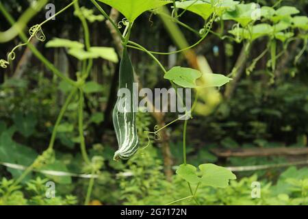 Snake gourd on plant, Trichosanthes cucumerina is a tropical or subtropical vine. Stock Photo