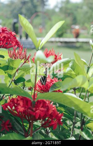 Butterfly on jungle geranium flower in the garden Stock Photo