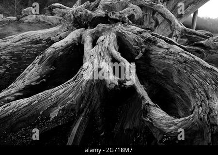 a exterior picture of an Pacific Northwest old growth conifer log on shoreline Stock Photo