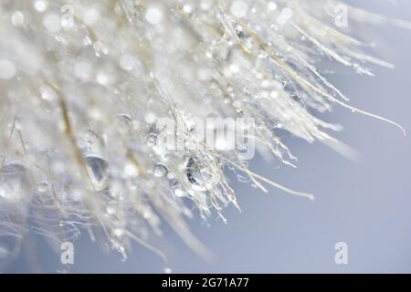 Beautiful dew drops on a dandelion seed. Beautiful soft background. Macro photography. Stock Photo