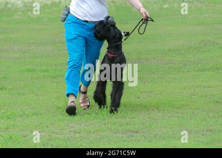 Lower section of woman running with black pet on green grass. Dog breed giant schnauzer. Dog handler in blue pants. Dog with cropped fixed ears lookin Stock Photo