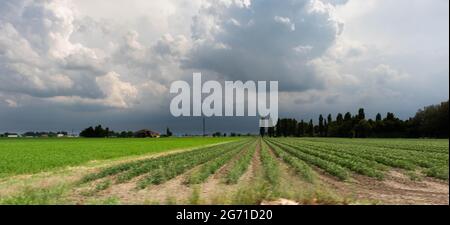 Tomato plantation in parallel rows for the food industry, Italy. High quality photo Stock Photo