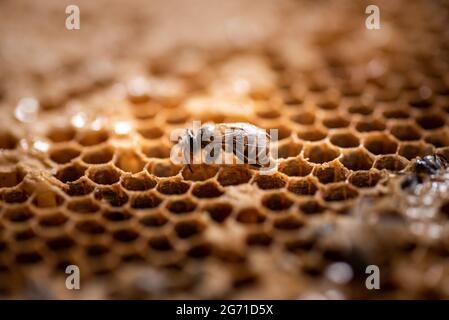 Worker bee in its hive in the wild. Stock Photo