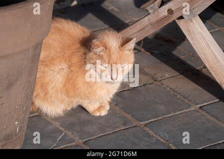 Half long-haired beige house cat is hidden under a garden table enjoying the sun Stock Photo