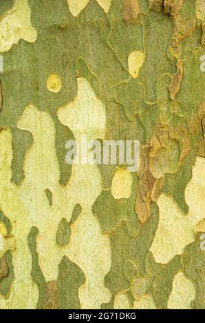 Texture, pattern and structure of tree bark using the example of a plane tree. Stock Photo