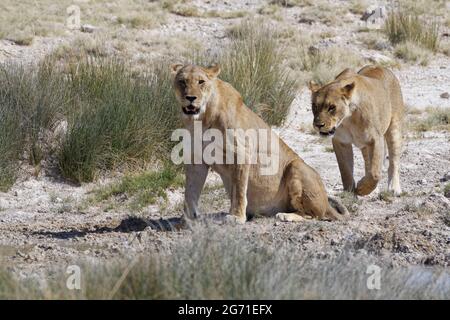 Lionesses (Panthera leo), two adult females at waterhole, one sitting at a puddle, alert, the other walking, Etosha National Park, Namibia, Africa Stock Photo