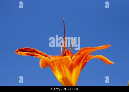 Closeup shot of an orange lily flower against a deep blue sky Stock Photo