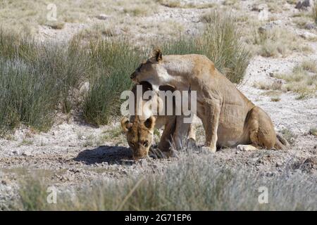 Lionesses (Panthera leo), two adult females at waterhole, one drinking from a puddle, the other showing affection, Etosha National Park, Namibia Stock Photo