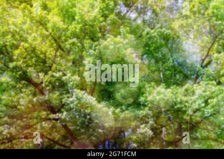 Green texture background, Photos blurred and bokeh under the tree. Fresh nature healthy or bio concept. Green leaves on maple tree branches on blurred Stock Photo