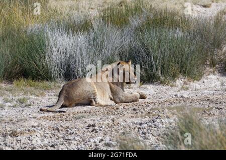African lion (Panthera leo), young male at waterhole, lying next to a puddle, alert, Etosha National Park, Namibia, Africa Stock Photo