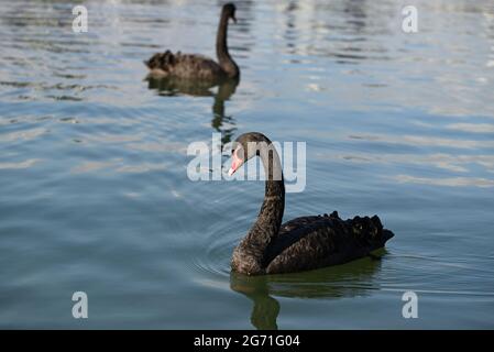 A black swan side on while swimming in a lake, with another black swan swimming in the background Stock Photo