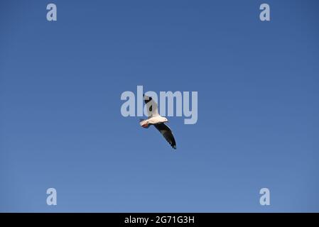 An adult silver gull, commonly known as a seagull, soaring across the clear blue sky Stock Photo