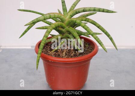 Large sansevieria in a brown pot, Stock Photo