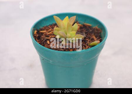 Green plant, grass in a pot on a white background Stock Photo
