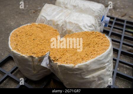 A Lump of Oyster mushroom for growing in farm mushroom cubes on Black plastic grille. Stock Photo
