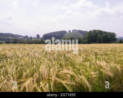 View across a field of barley towards a Shropshire farm from the Jack Mytton Way on the Wenlock Edge View across a field of barley towards a Shropshir Stock Photo