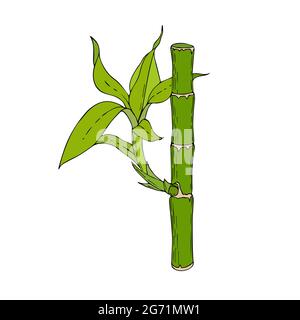 Bamboo stick with leaves and young shoots, hand drawing, doodling, color, isolated, white background. Vector illustration Stock Vector