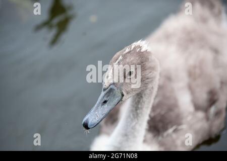 Punk rocker Signet with a Mohican Stock Photo