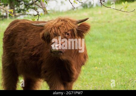 Schottisches Hochland Rind Highland Cattle auf einer Weide Stock Photo