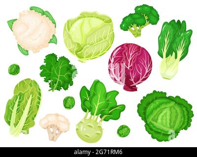 Cartoon cabbages. Fresh lettuce, broccoli, kale leaves, cauliflower, white and red cabbage. Various types of healthy green vegetables vector set. Farm, organic greenery as romaine and Brussels sprout Stock Vector