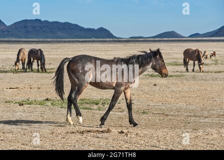 Wild horses in Dugway Valley, Pony Express Trail, Back Country Byway, Great Basin, Utah, USA Stock Photo