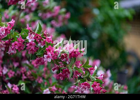 Weigela shrubs blooming pink. A beautiful spring garden. Weigela florida pink princess in latvian garden. Floral background. Stock Photo