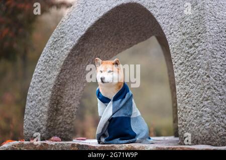 Cute ginger dog of shiba inu breed sitting wrapped in warm blanket on stone japanese lantern in traditional garden at autumn Stock Photo