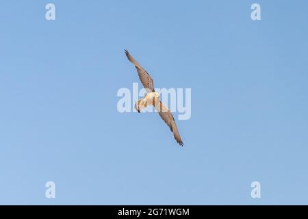 Lesser kestrel (Falco naumanni) in flight Stock Photo