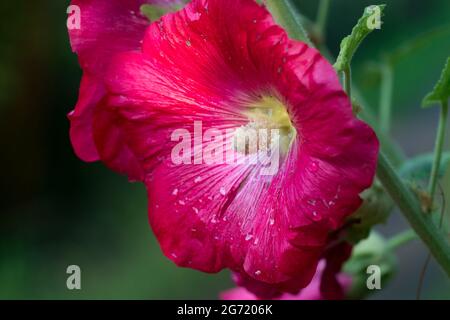 red alcea rosea, common hollyhock flowers in garden closeup selective focus Stock Photo