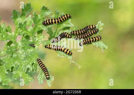 Caterpillars or larvae of the cinnabar moth (Tyria jacobaeae) on ragwort, UK Stock Photo