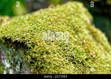 Colonies of lichens growing on rocks in United Kingdom Stock Photo