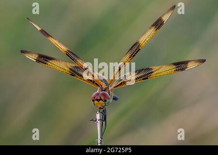 Dragonfly on the reeds Stock Photo