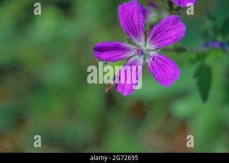 Blue Geraniums flowers under the summer sunlight. Forest geranium Geranium sylvaticum flowers illuminated by the suns on a dark background. Stock Photo