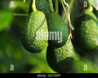 Avocado harvest in Israel Stock Photo - Alamy