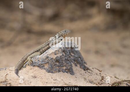 Galapagos Lava Lizard (Microlophus albermarlensis) Stock Photo