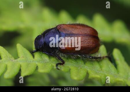 Welsh Chafer - Hoplia philanthus Stock Photo