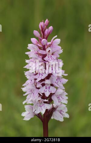 Common Spotted Orchid Dactylorhiza fuchsii Stock Photo