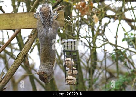Acrobatic grey squirrel raiding the bird feeder Stock Photo