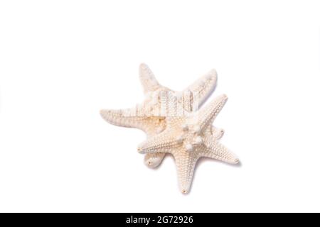 Two Starfish isolated on white background. Stock Photo