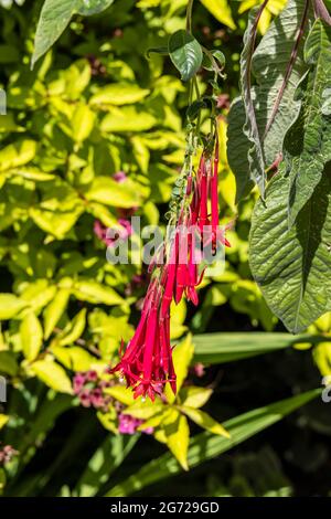 Small red pendent flowers of Fuchsia boliviana or Bolivian Fuchsia.