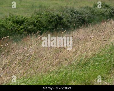 Grass, blowing in the wind. Nature background. Stock Photo