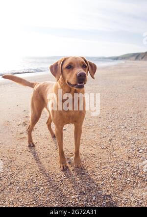 A fox red or yellow labrador retriever dog looking healthy and fit on a Cornish beach at sunset Stock Photo