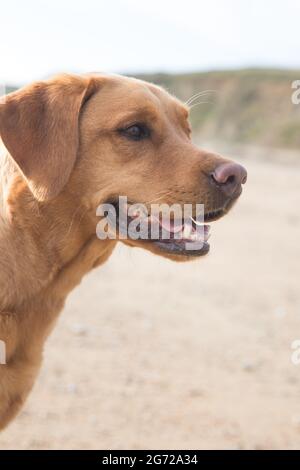 A close up profile portrait of a Fox Red labrador retriever pet dog on a sandy beach with mouth open whilst on Summer vacation Stock Photo