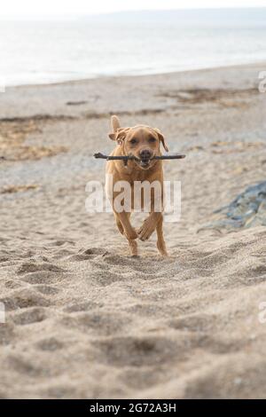A Labrador Retiever dog running on a sandy beach with a stick in its mouth Stock Photo