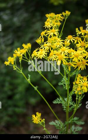 Jacobaea vulgaris, yellow wild flower known as ragwort, common ragwort, stinking willie, tansy ragwort, benweed or St. James-wort Stock Photo